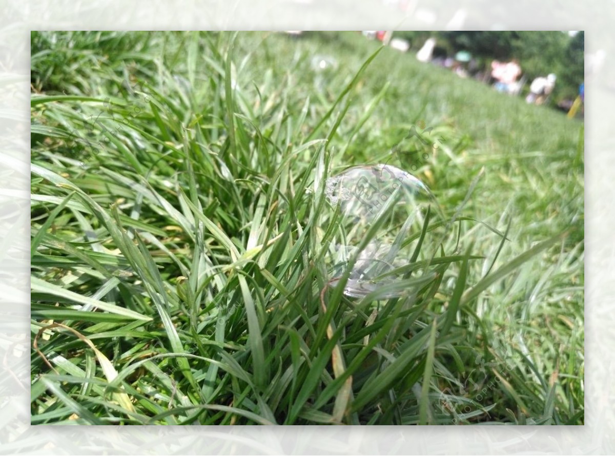 泡泡与小草