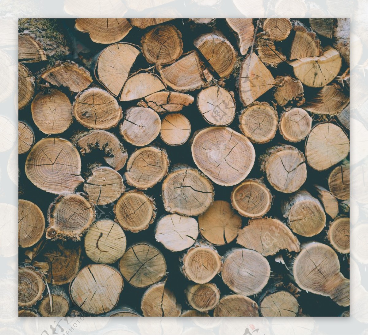 木材木头截面