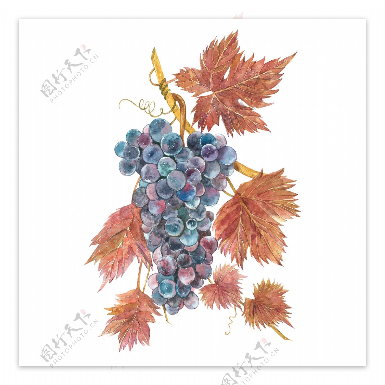 水果葡萄绘画