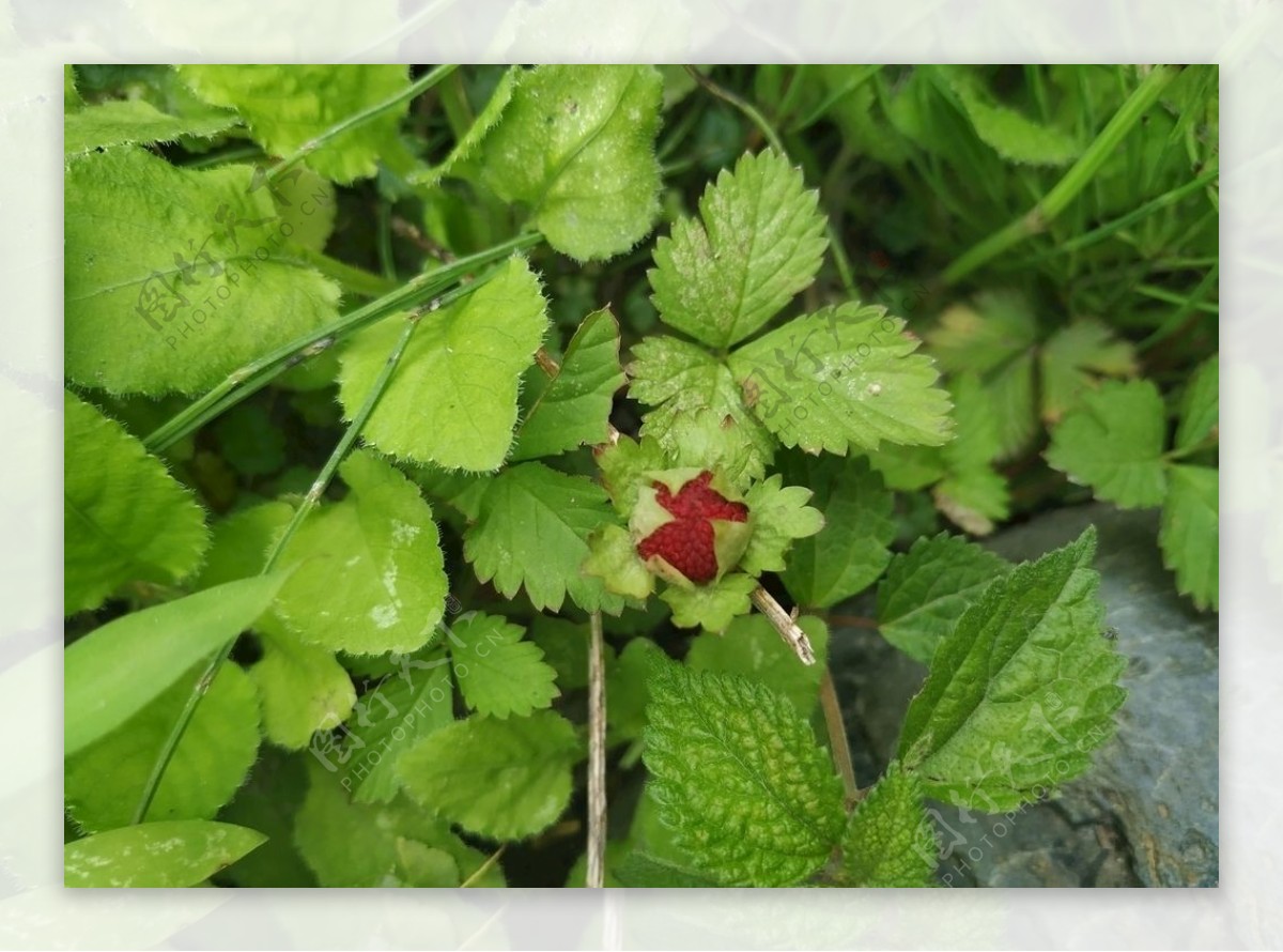 野草莓大自然春天气息