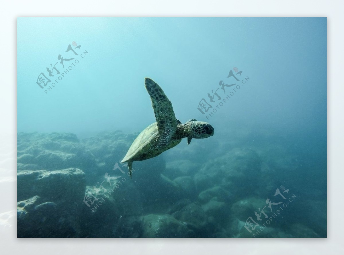 海水乌龟