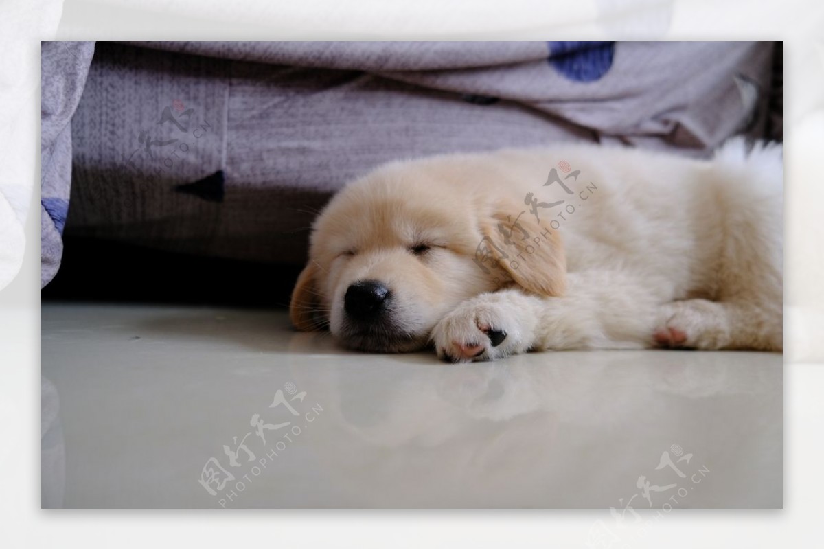 狗 睡觉 动物 - Pixabay上的免费照片 - Pixabay