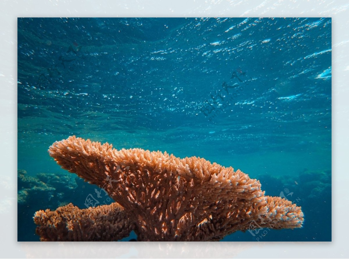深海珊瑚