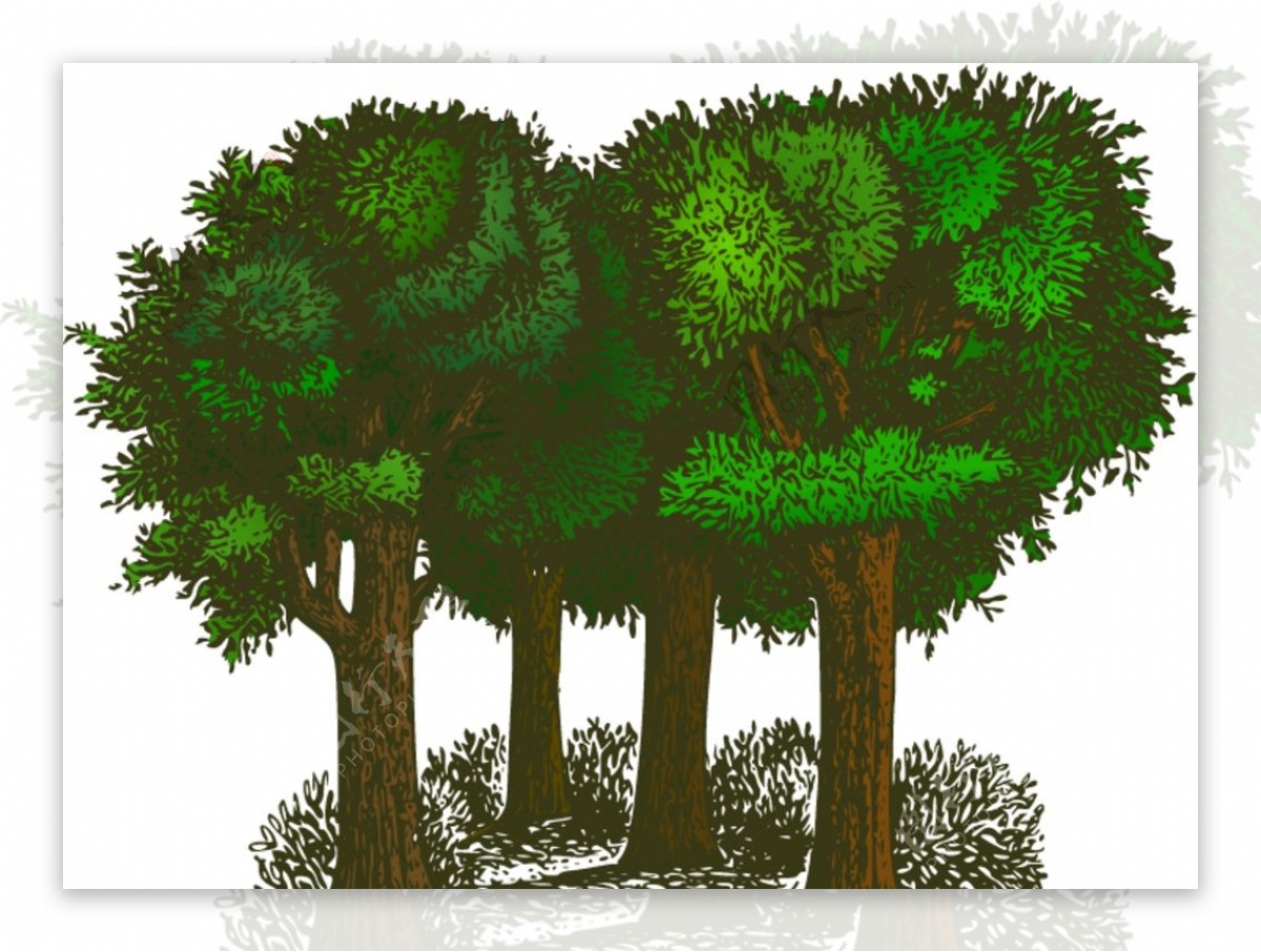 树木插图