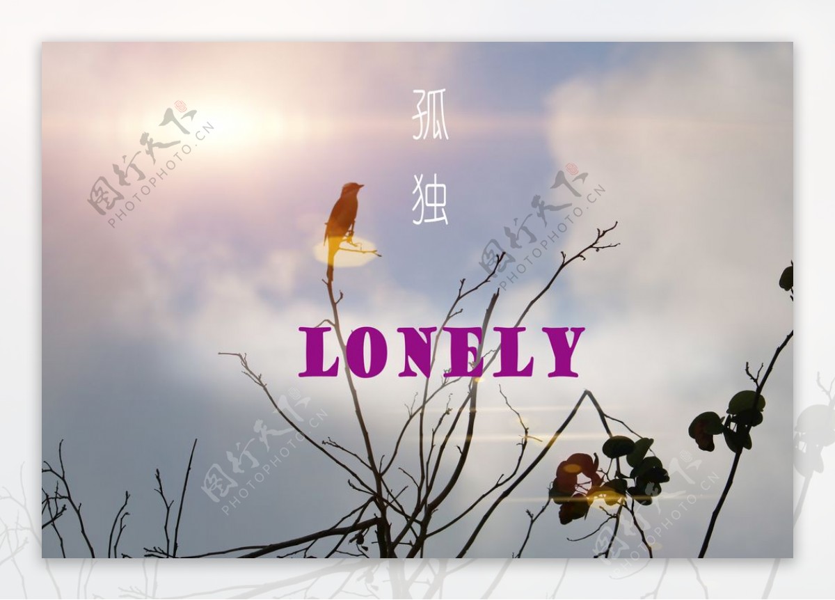 孤独的鸟