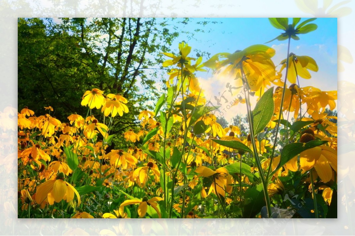 黄色盛开花丛