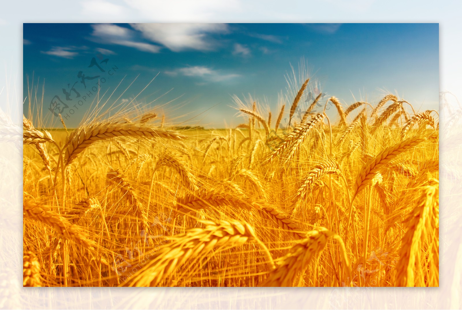 两大口粮小麦水稻品种自主率100%怎么做到的|小麦|种业_新浪新闻