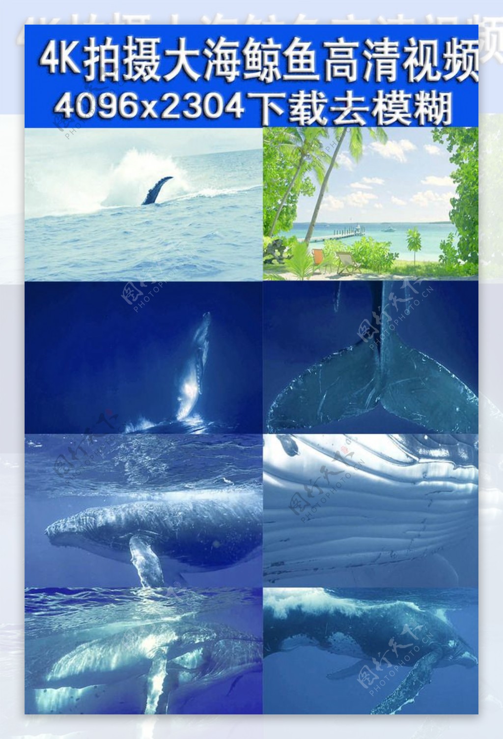 4K实拍大海中鲸鱼生活视频