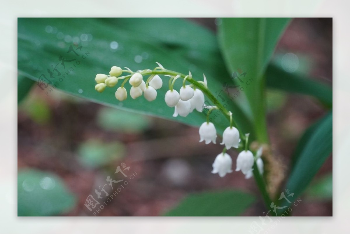 铃兰花