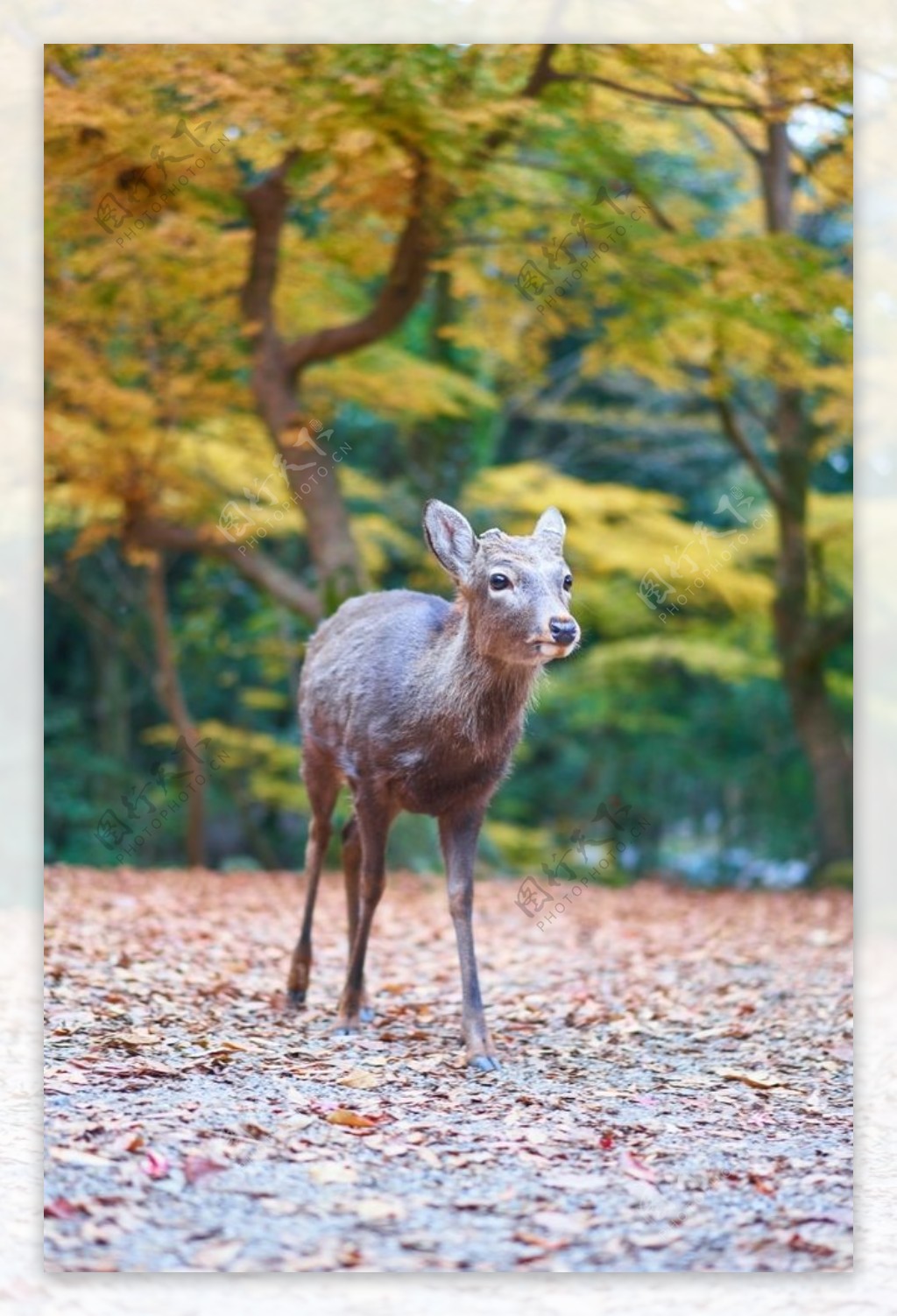 日式小鹿可爱公园背景素材