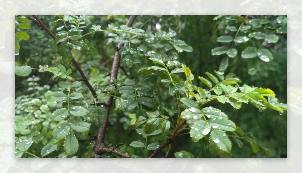 雨后树叶