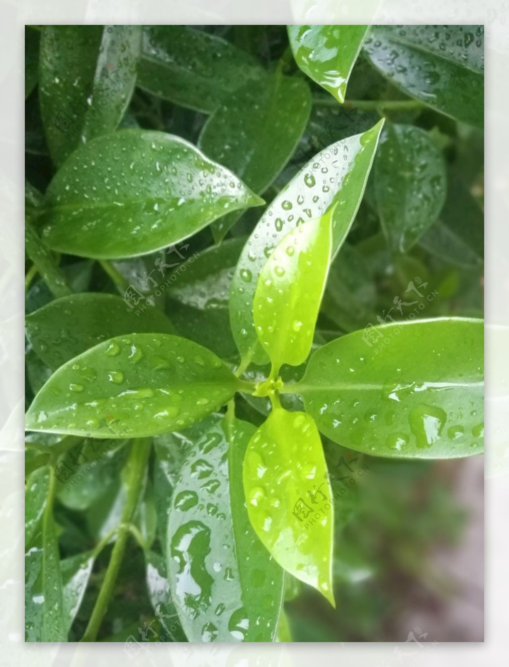 雨后清新植物绿叶自然景观摄影