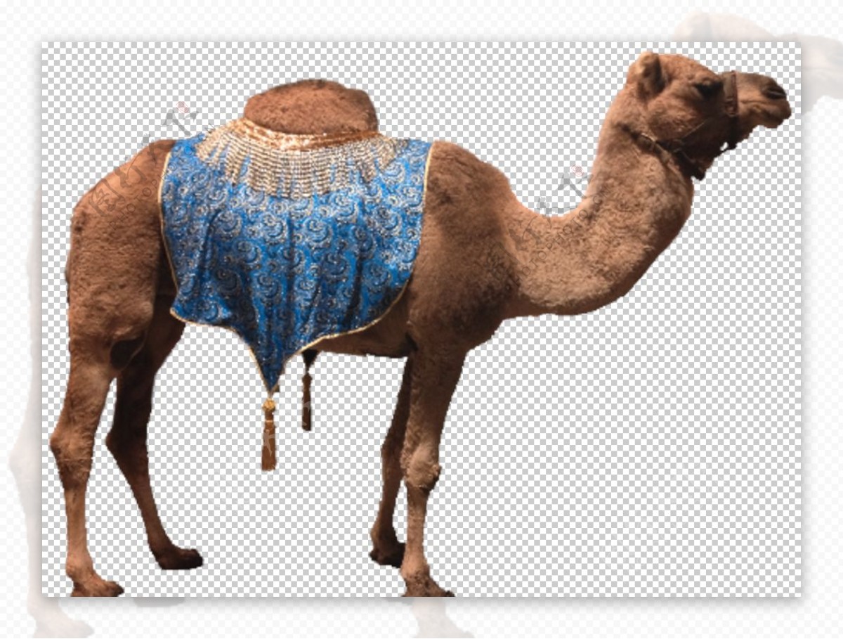 骆驼骆驼素材骆驼免抠