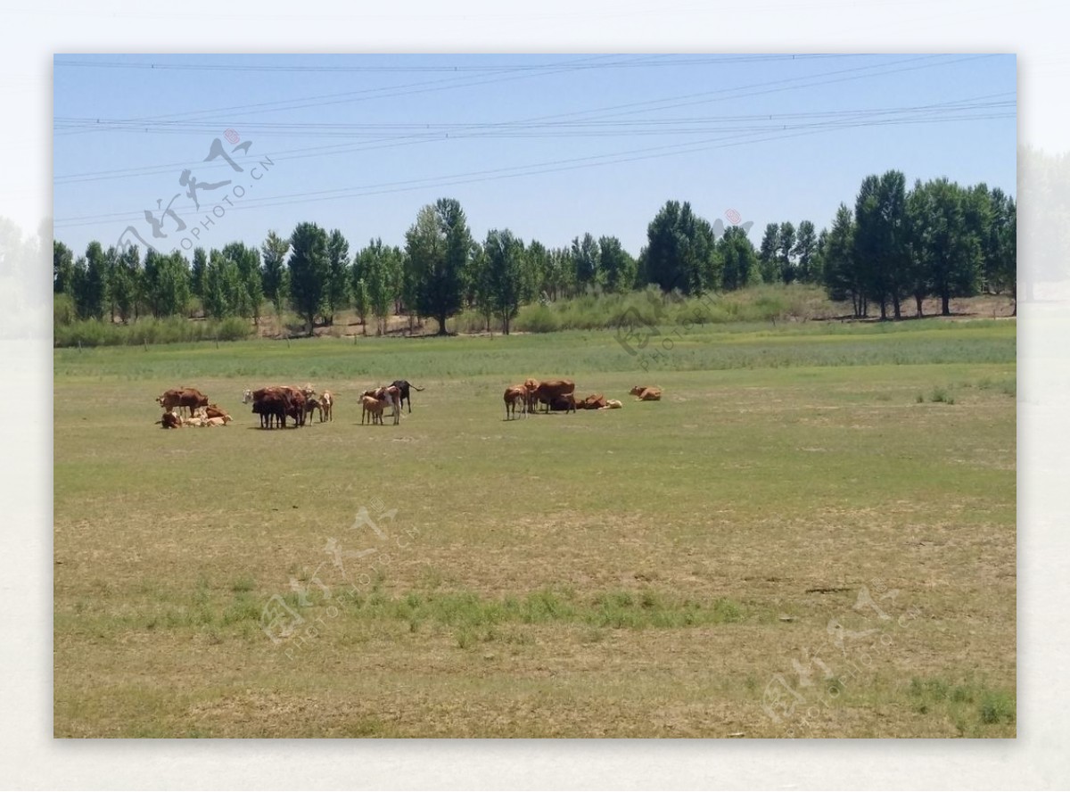 草场悠闲吃草的牛群