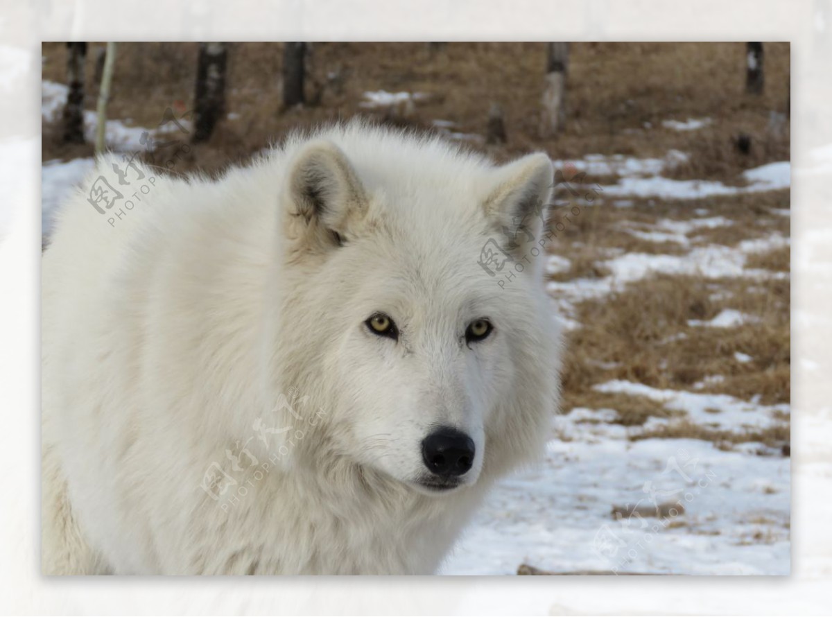 白狼白色野狼图片素材-编号37651850-图行天下