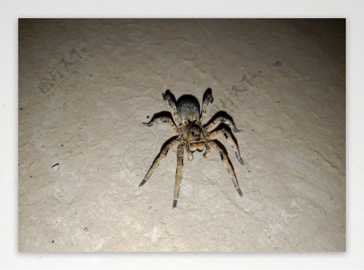 蜘蛛35