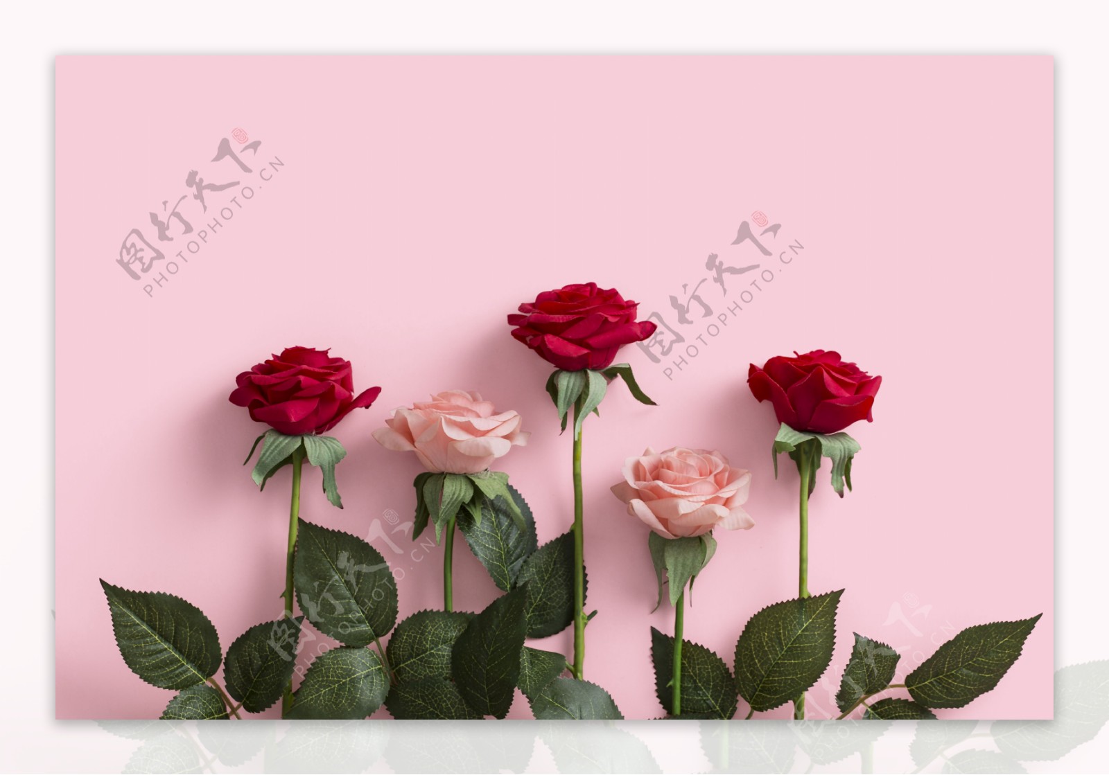 爱情玫瑰红色玫瑰鲜艳玫瑰