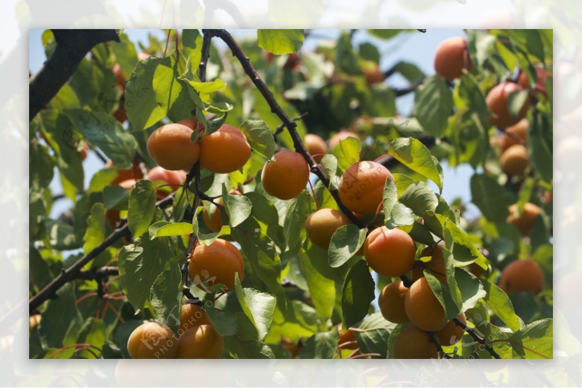 通达果园几十颗杏树进入采摘季欢迎朋友们来厂采摘-河南通达多媒体制作有限公司