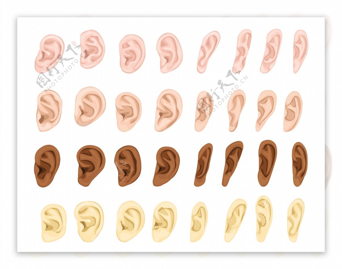 耳朵素材