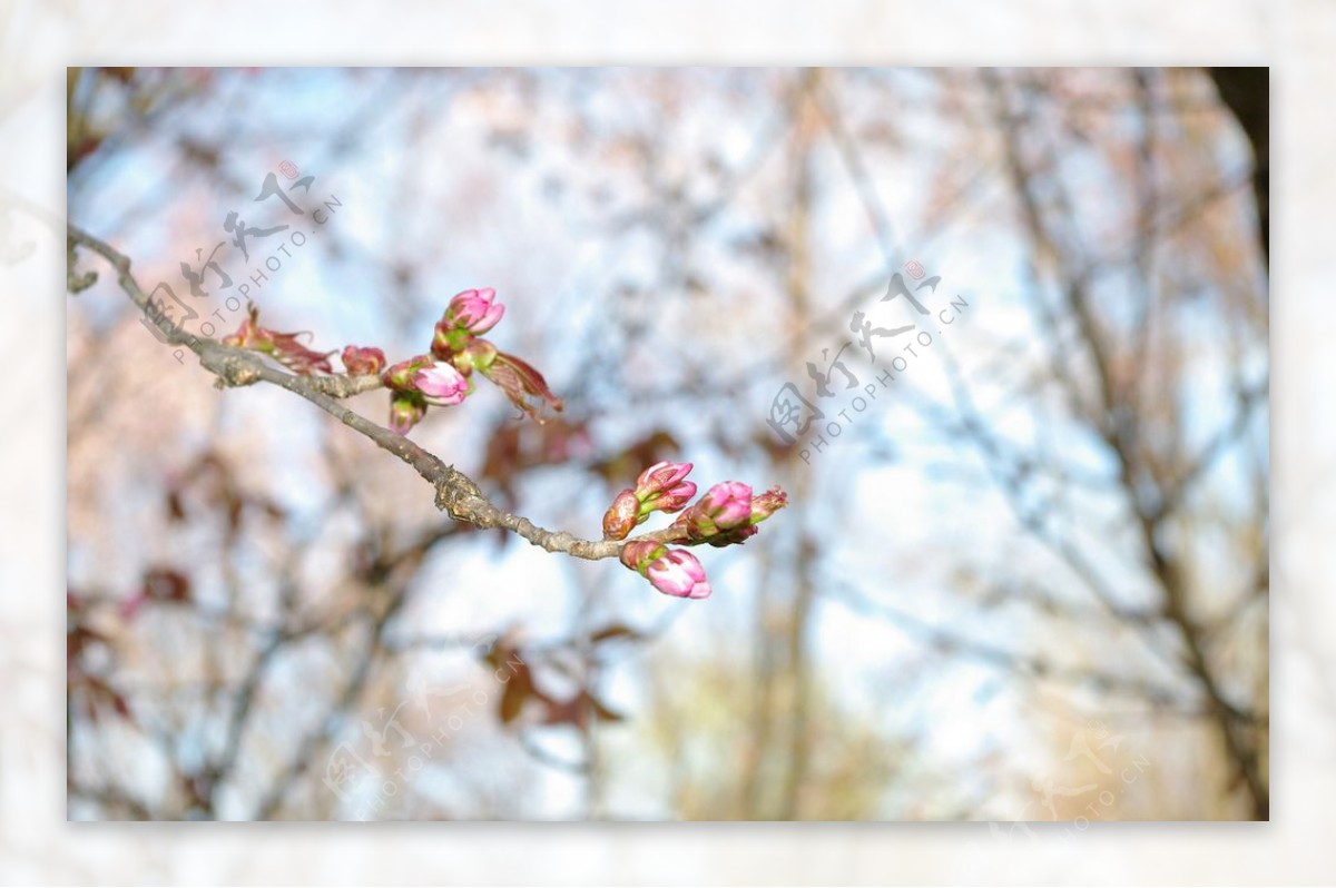 樱花花蕾