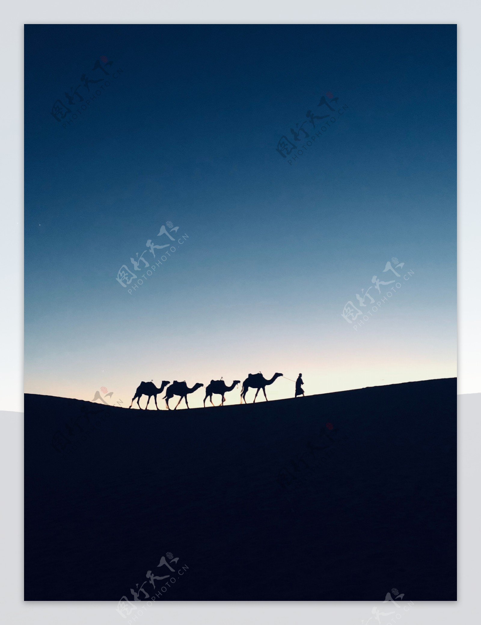 即将日出沙漠中行走的骆驼