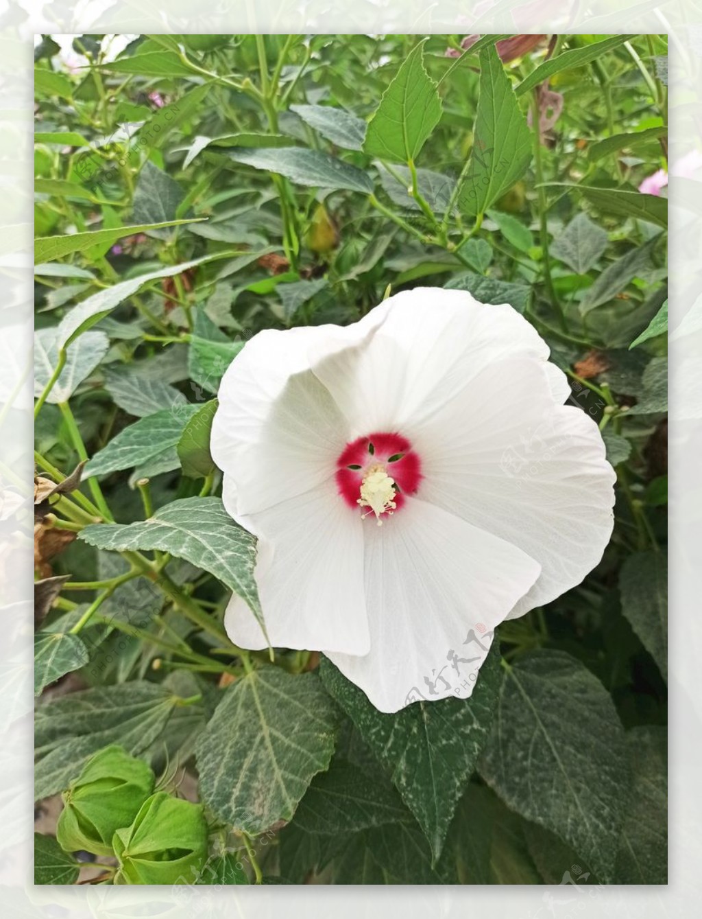 风景花朵野花田园风光