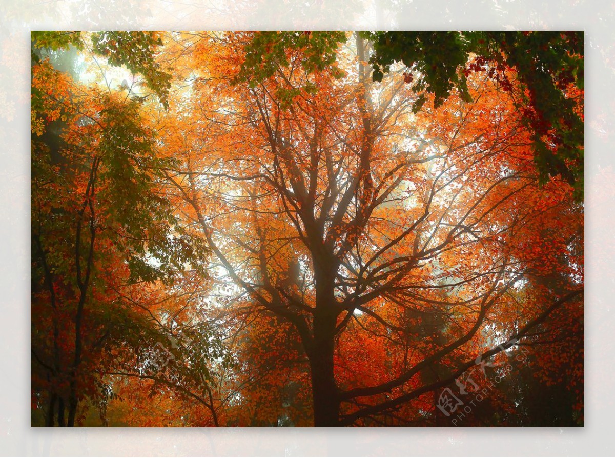 秋景树木树林风光