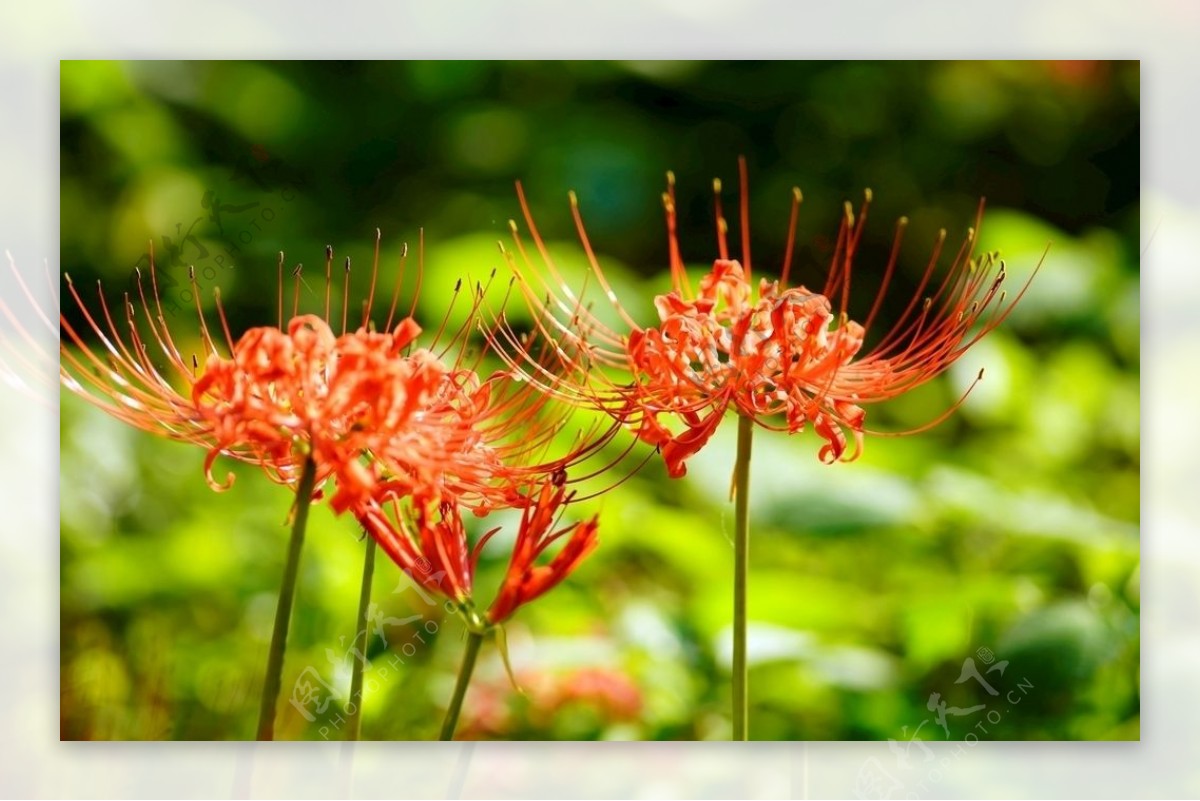 曼珠沙华花