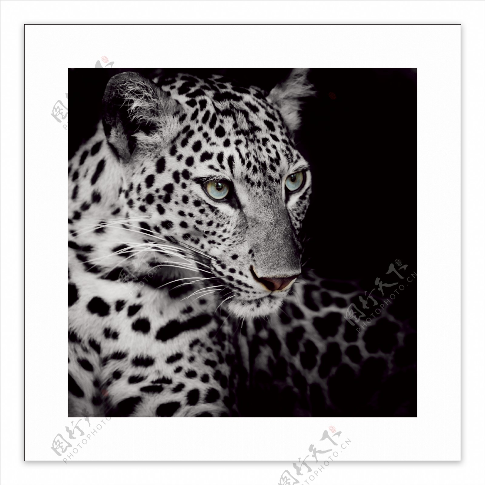 黑白动物豹豹子