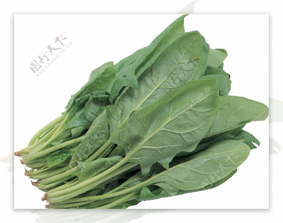 菠菜-中国蔬菜作物-图片