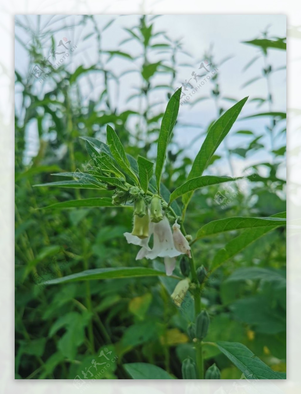 Helicteres angustifolia 山芝麻