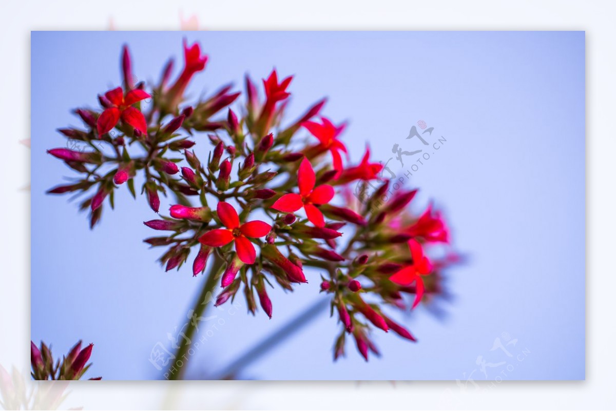 长寿花凤尾长寿花花