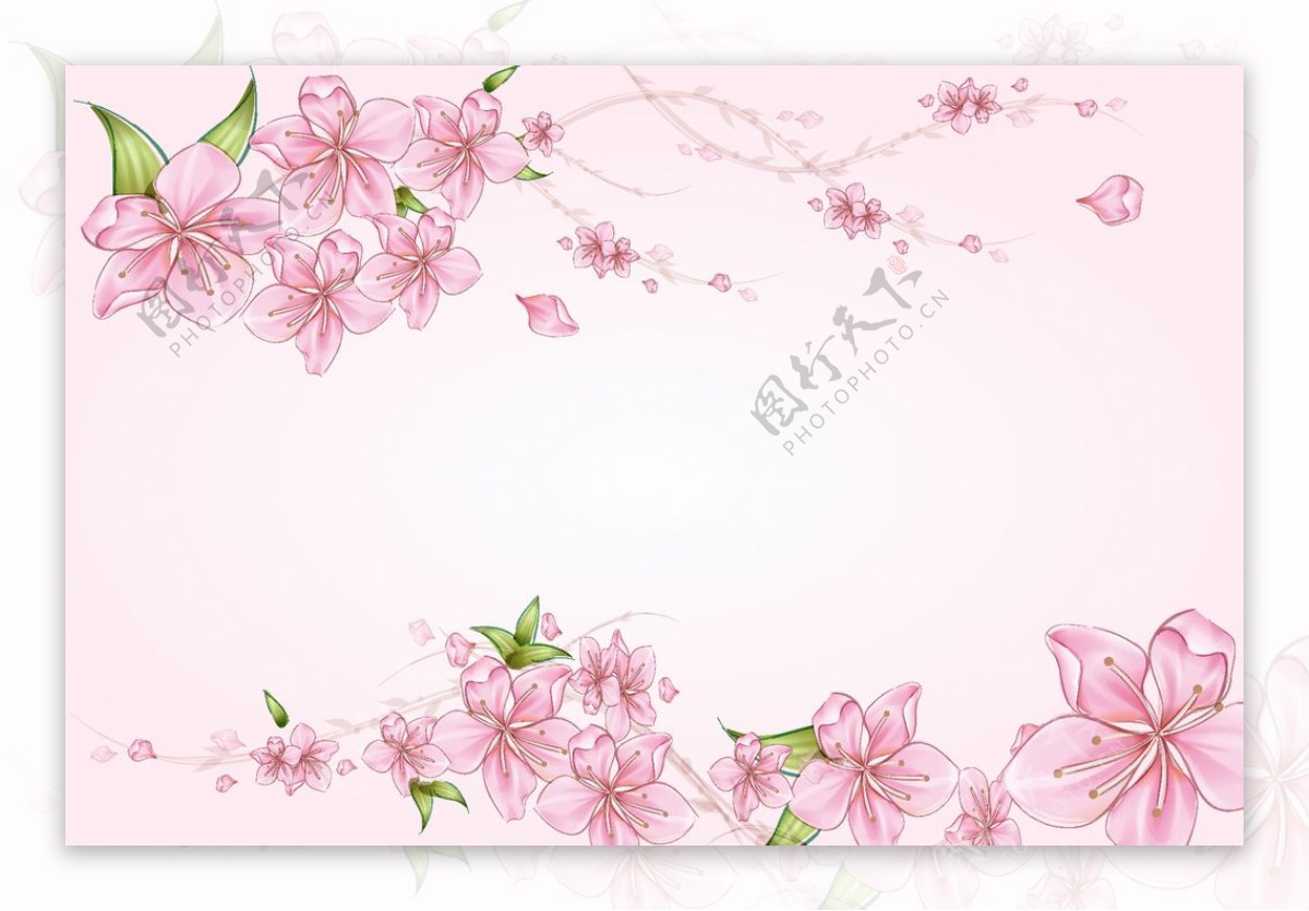梅花海棠花粉色花朵