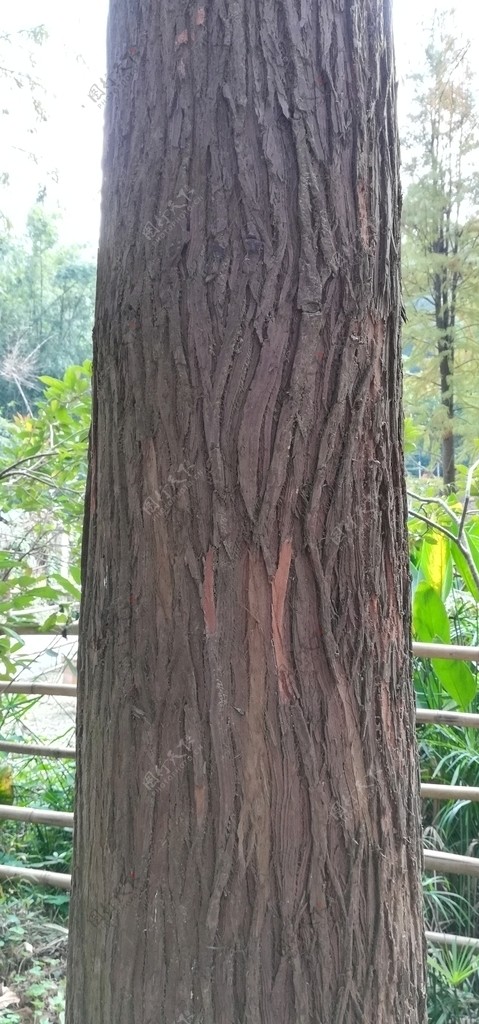 树干树皮纹理