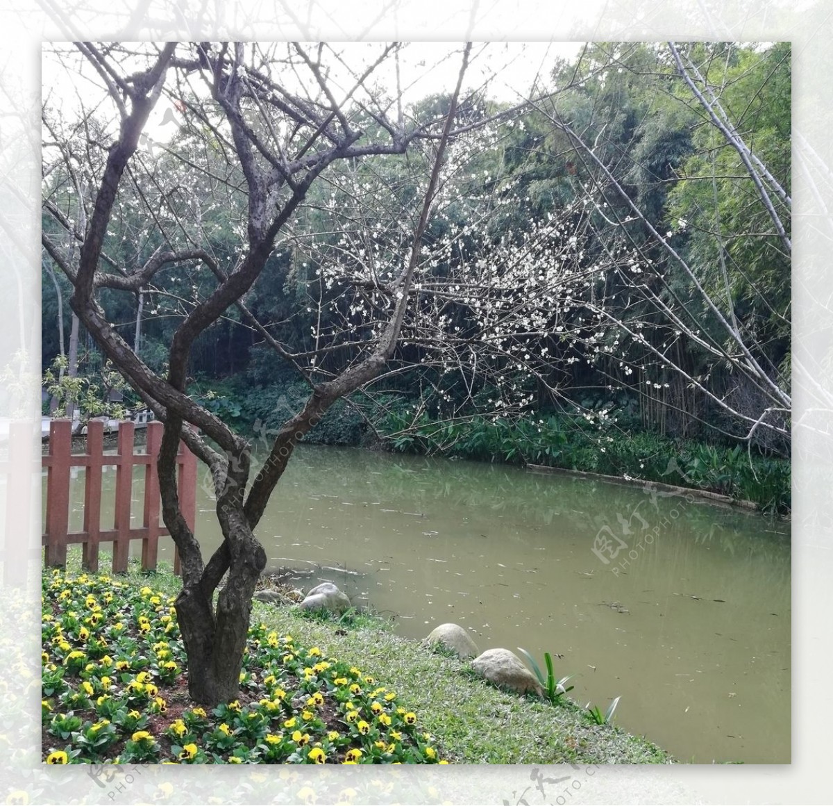 湖边的梅花树