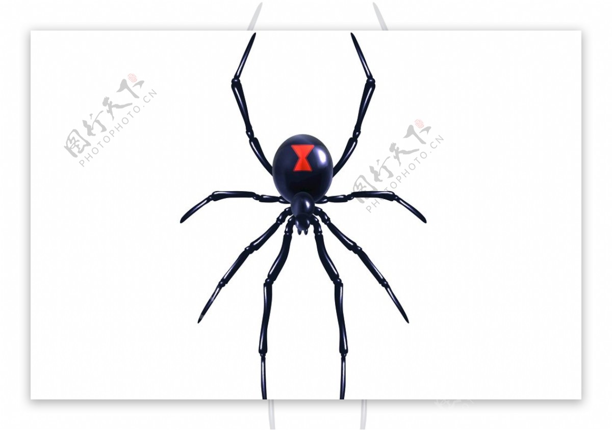 蜘蛛生物动物自然装饰素材