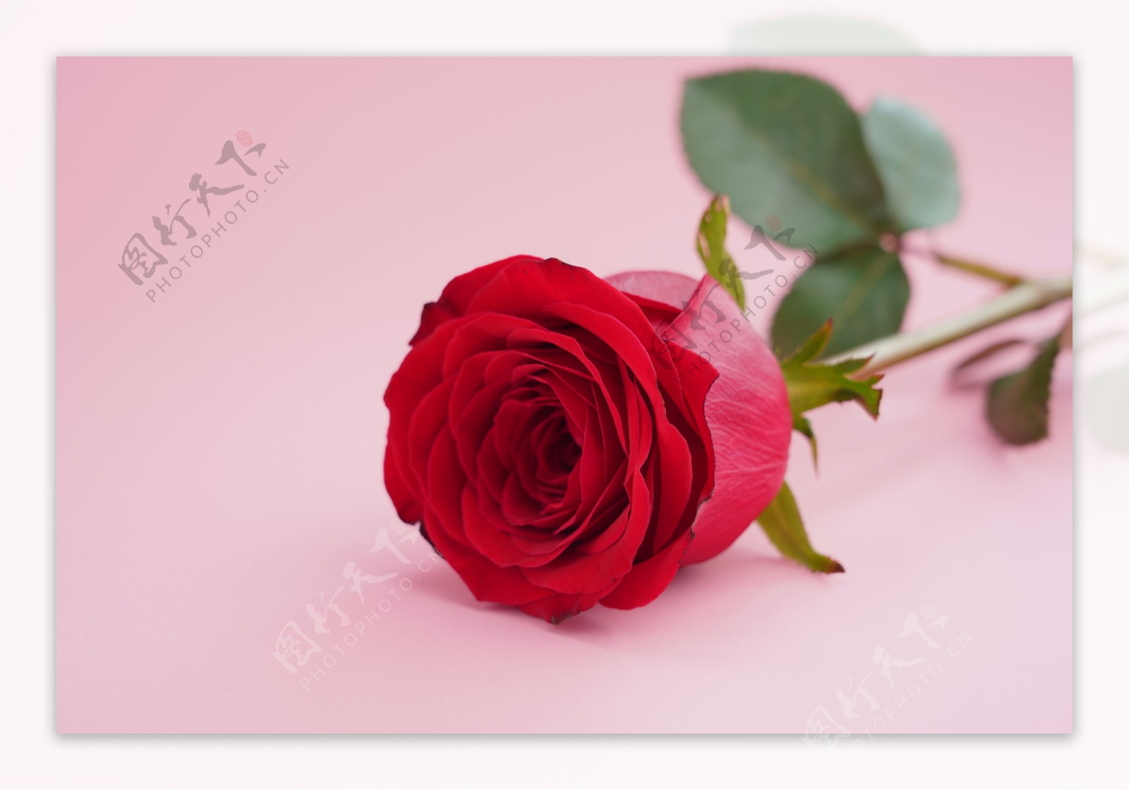 一支玫瑰图片素材-编号04413387-图行天下