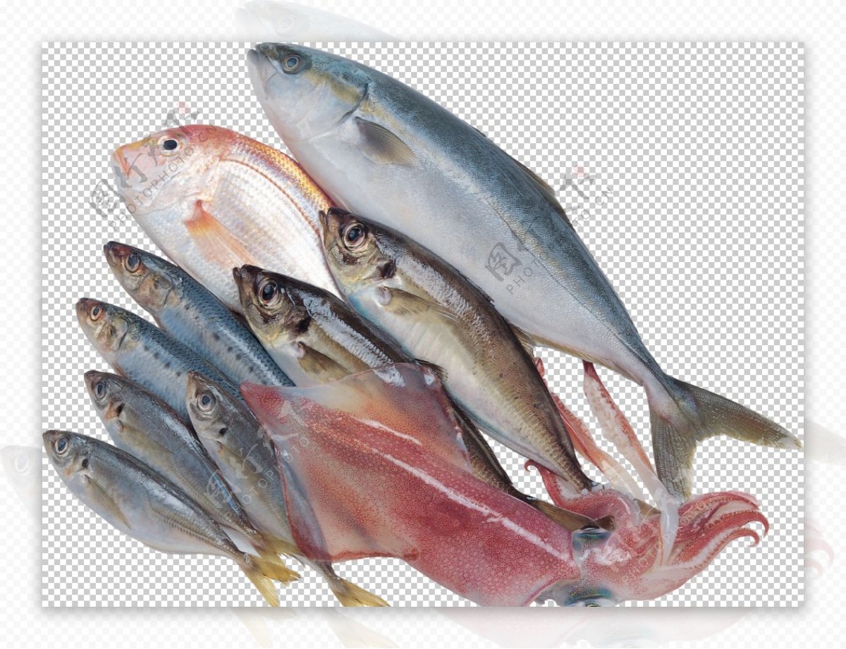 海洋鱼类图谱图片