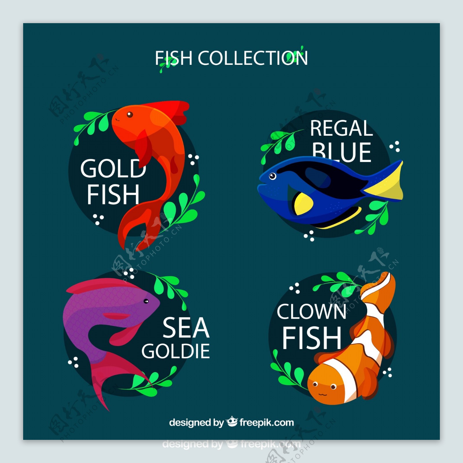 彩色带名字的鱼类图片