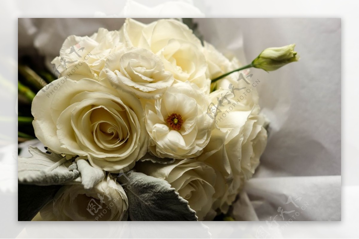 白色玫瑰花摄影图图片