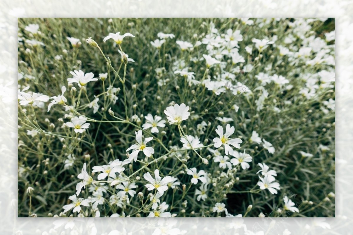 花朵小花自然风景背景图片