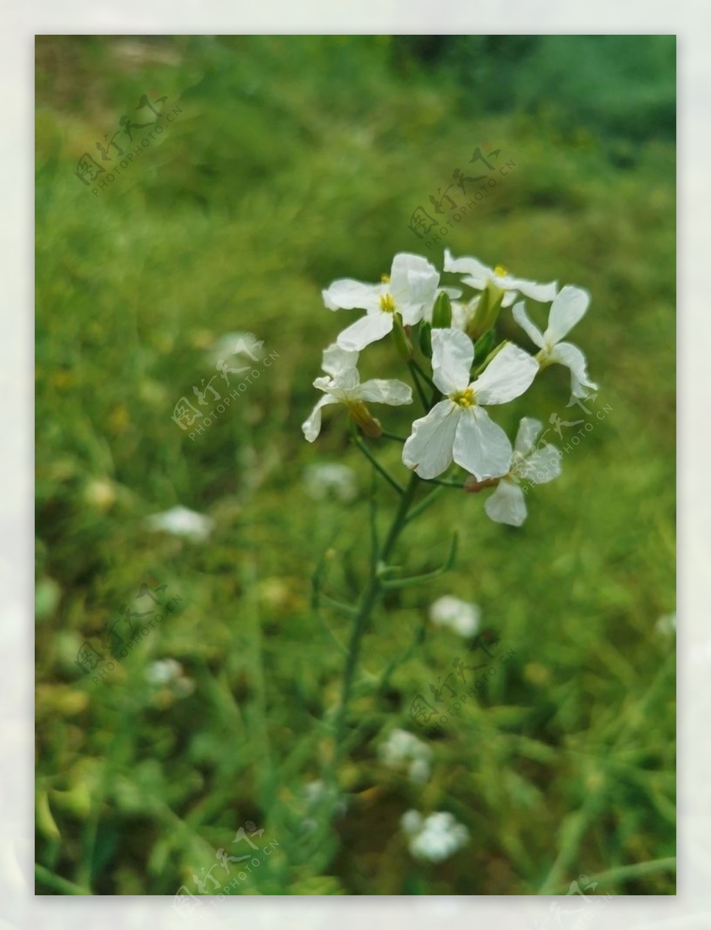 花朵图片