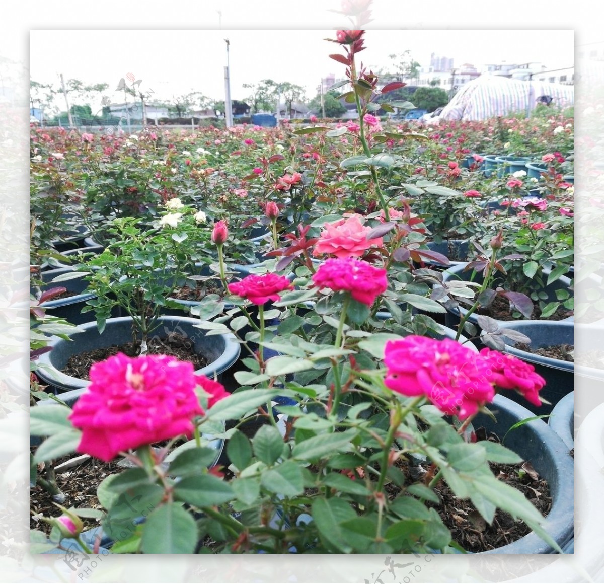 玫瑰盆栽图片