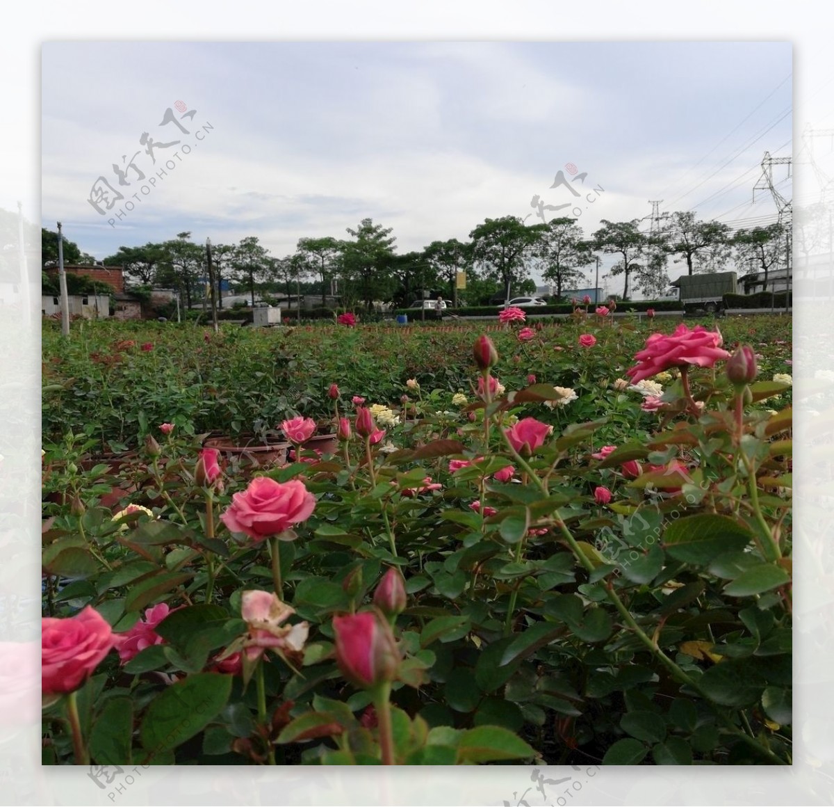 玫瑰花园风景图片