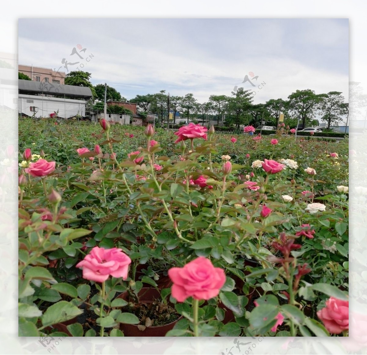 玫瑰花花丛图片