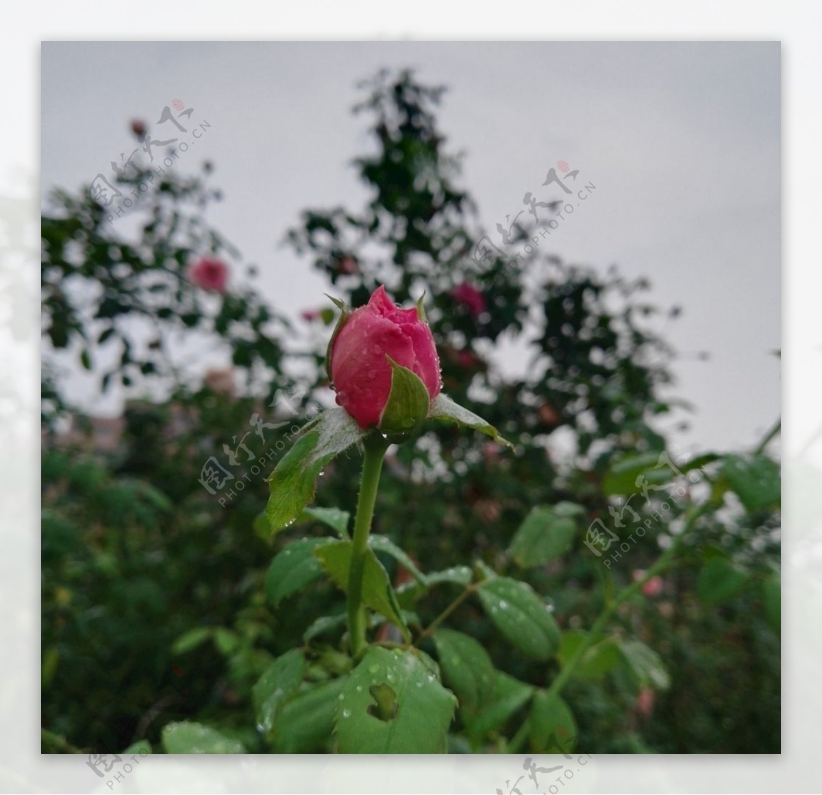 玫瑰花花骨朵图片