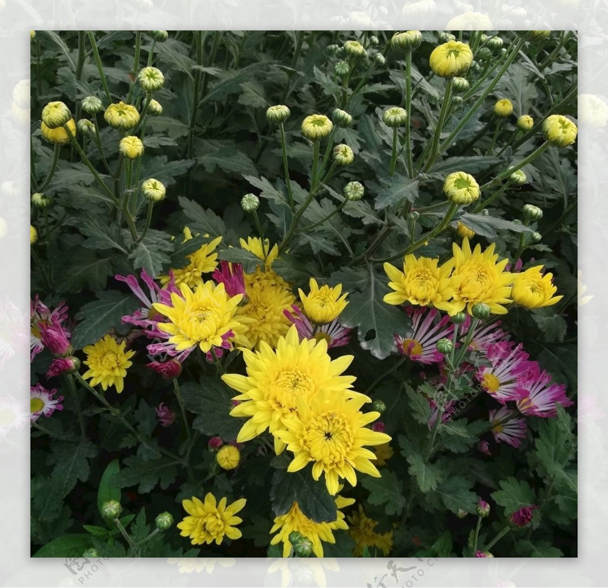 黄色菊花花卉图片