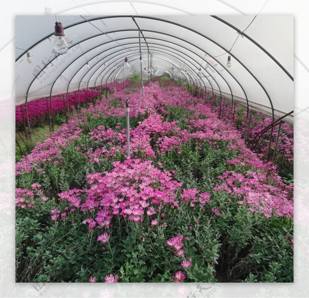 粉色菊花种植大棚图片