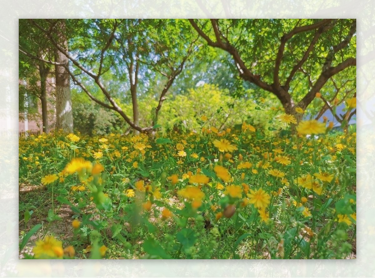 春夏花朵野餐ins校园图片
