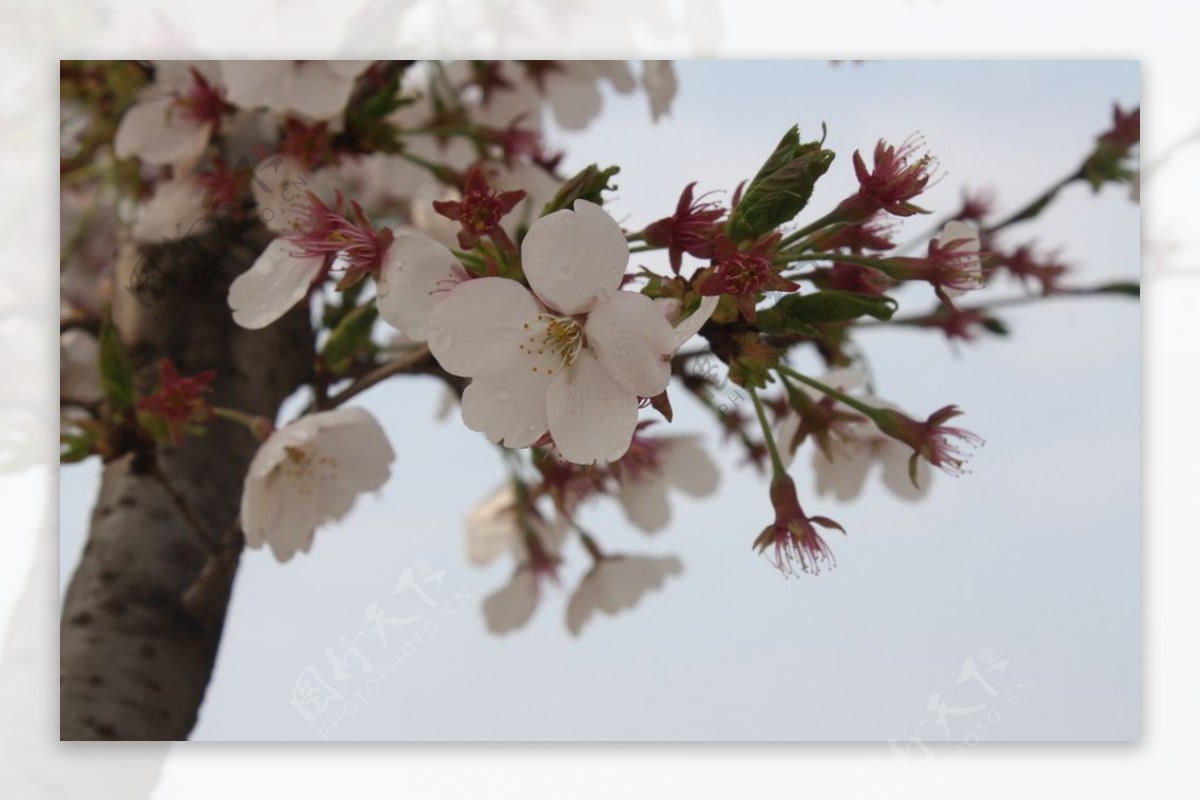 樱花二月的风图片